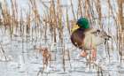Mallard Duck-frozen pond Art Print